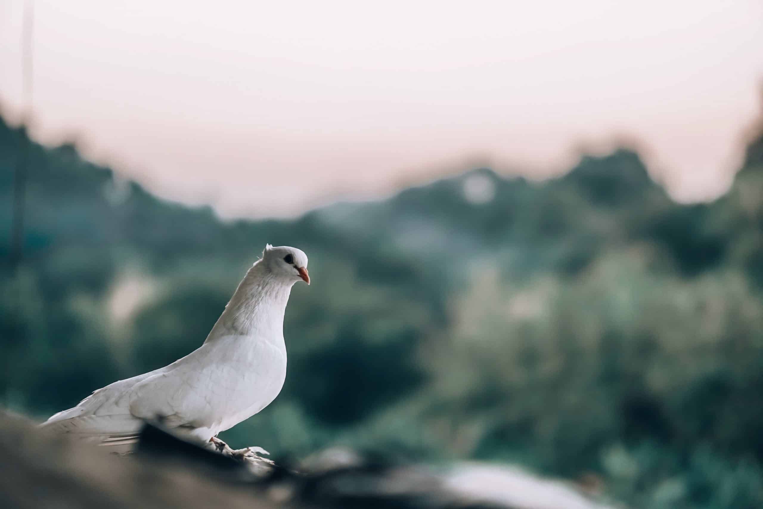 Are White Pigeons Rare