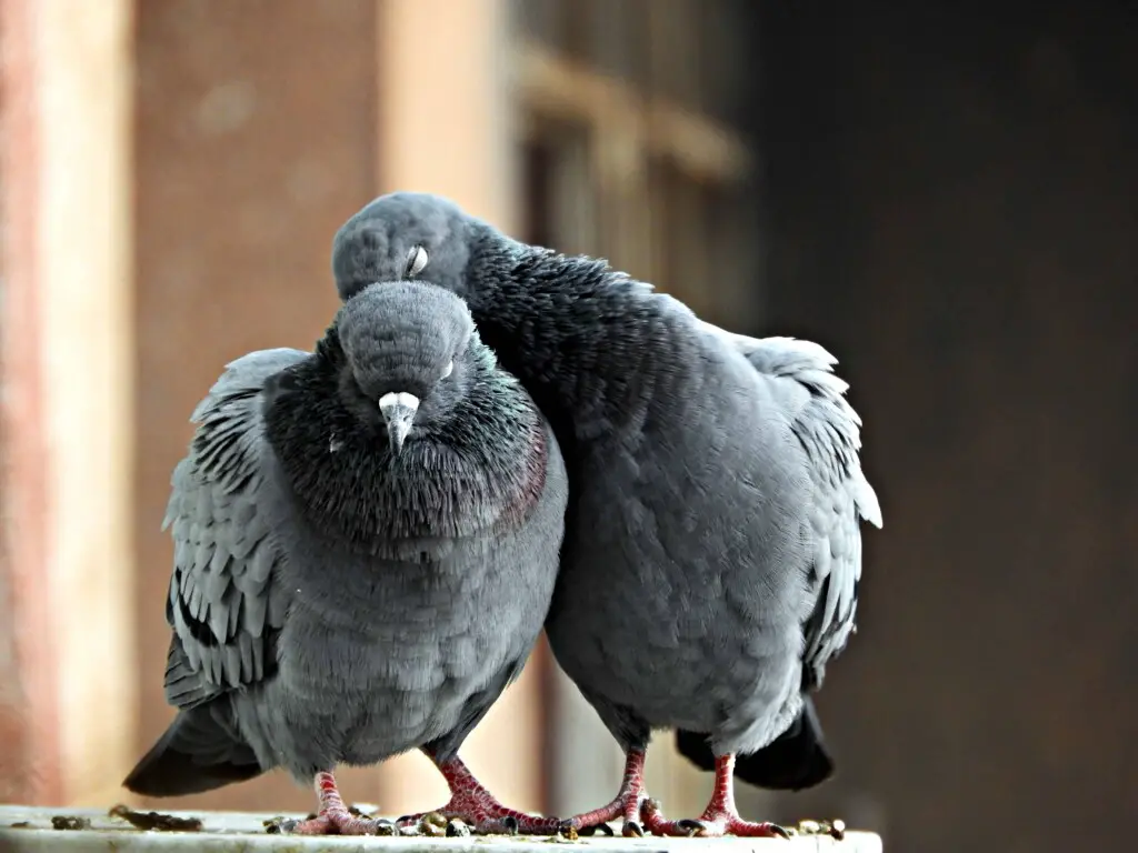 Do Pigeons Mate for Life ? When and How do they Mate