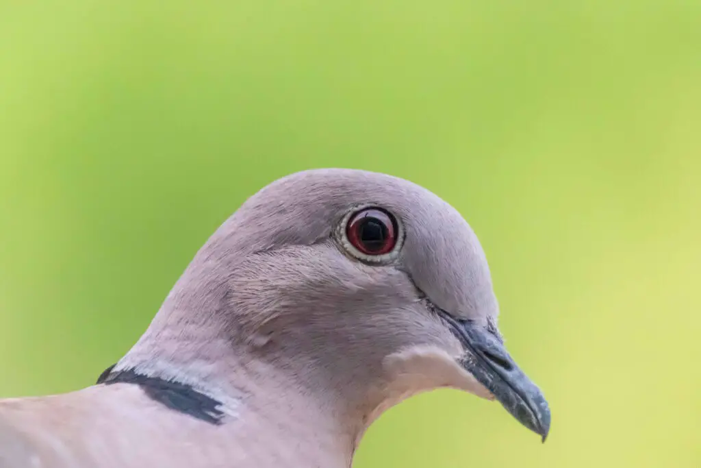 Can Pigeons Swim