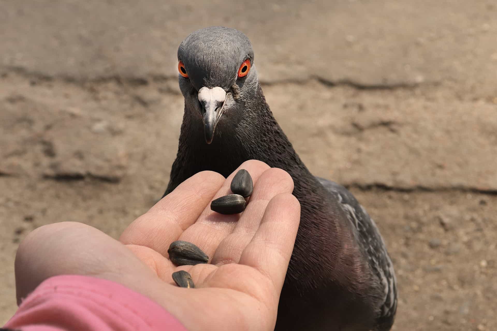 Do Pigeons Have Teeth