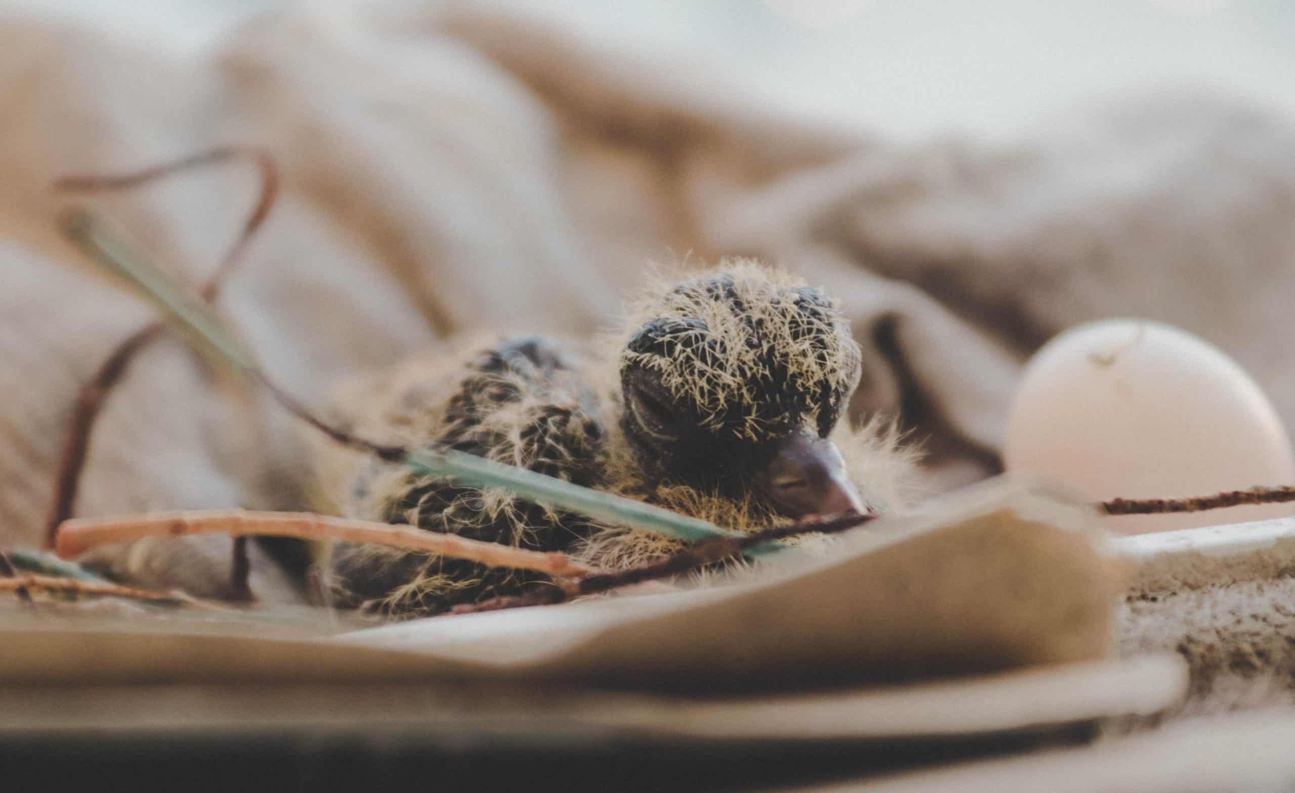 When Can Baby Pigeons Feed Themselves