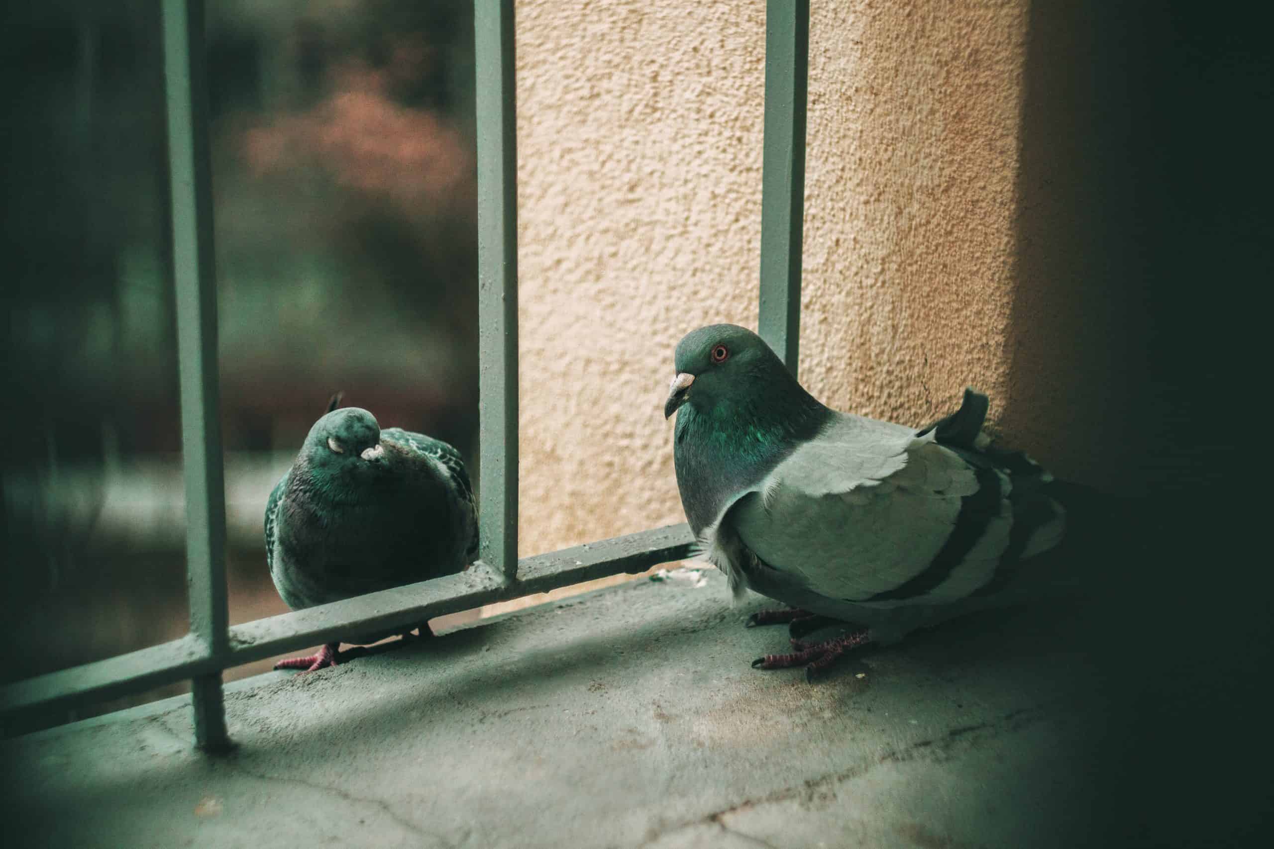 Do Pigeons Have Feelings