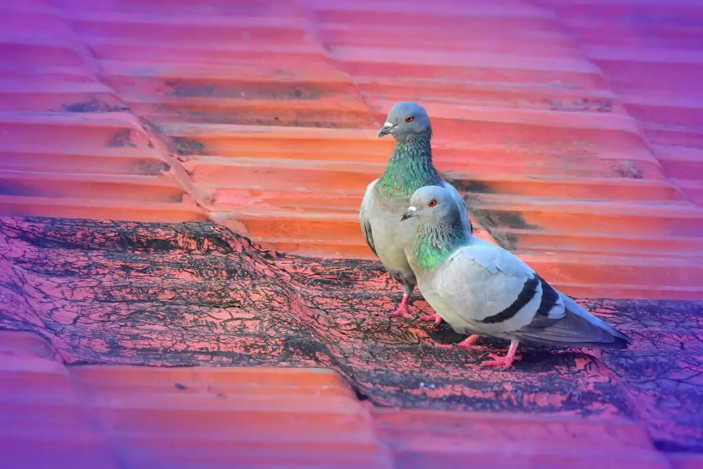 how to tell if a pigeon is male or female