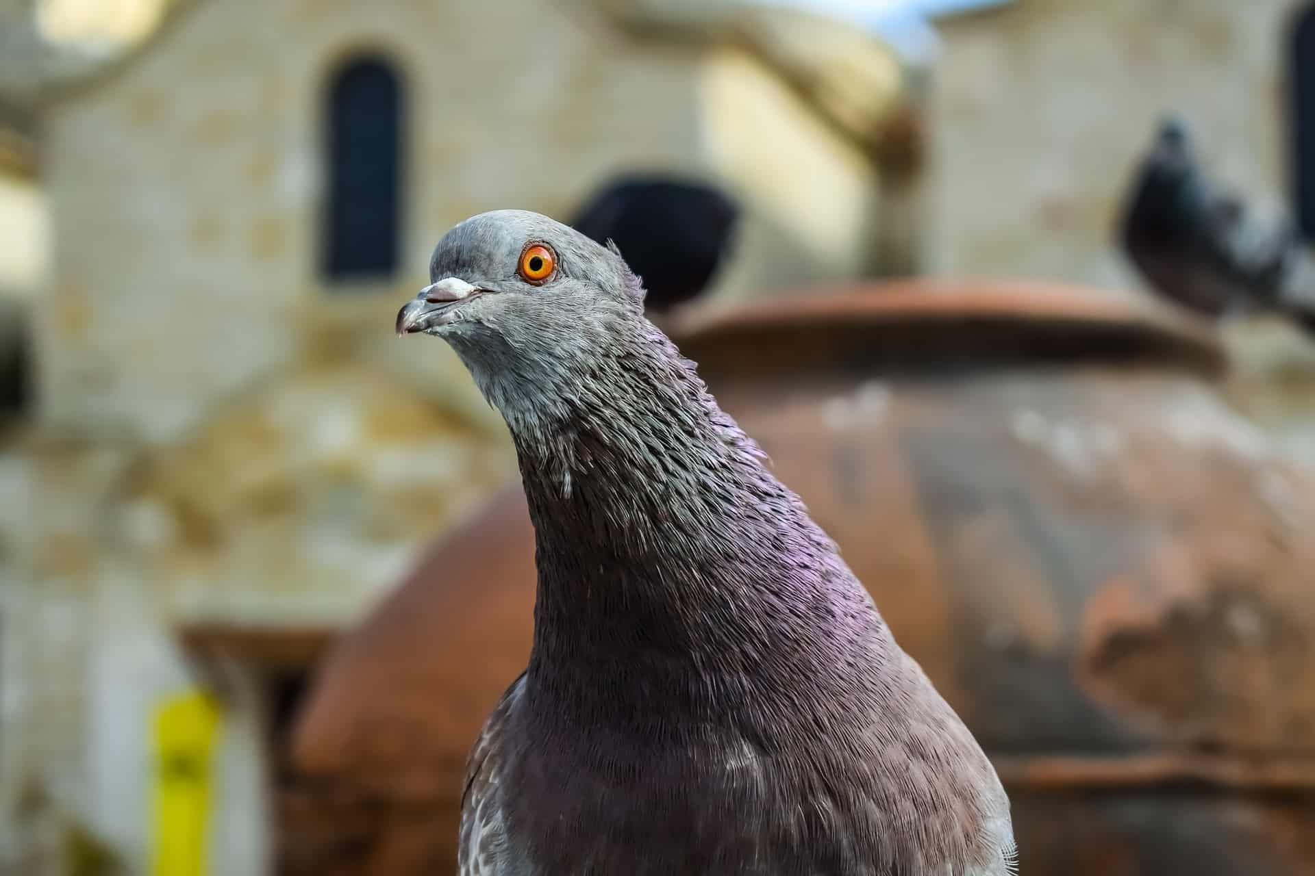 Why do pigeons bob their heads