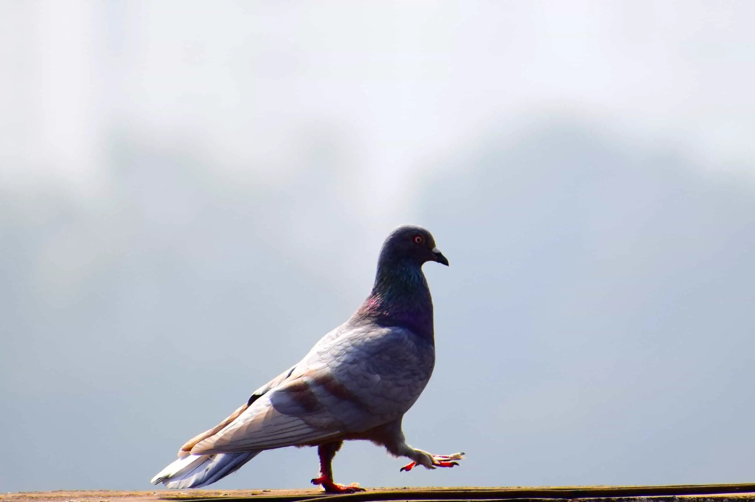 are pigeons good or bad luck
