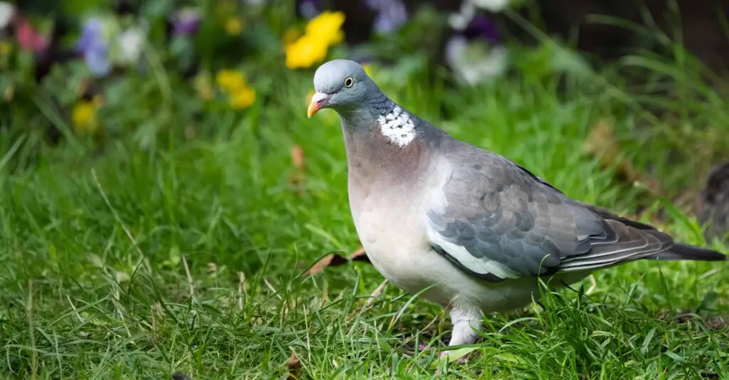 are pigeons smart