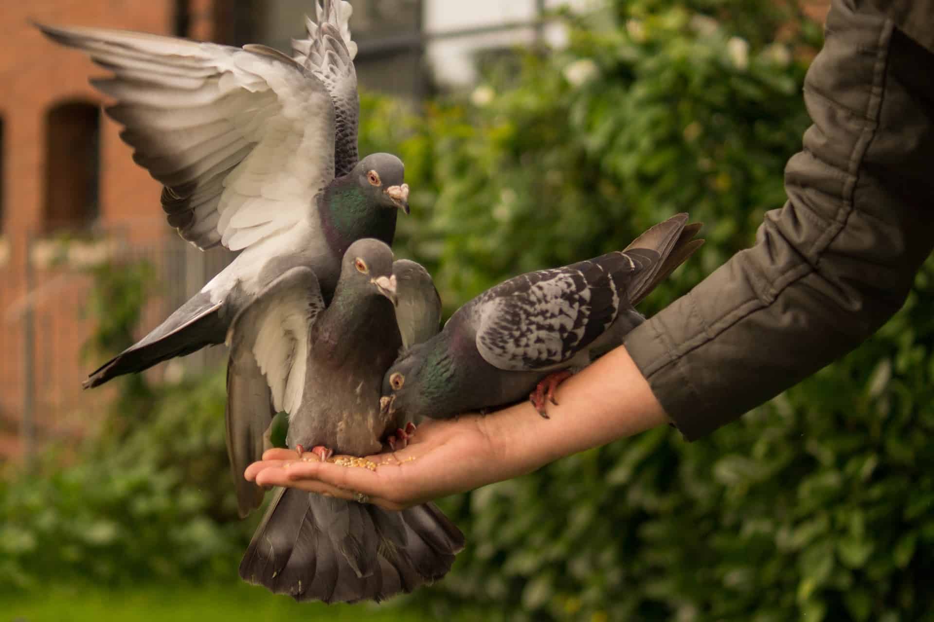 coccidiosis in pigeons