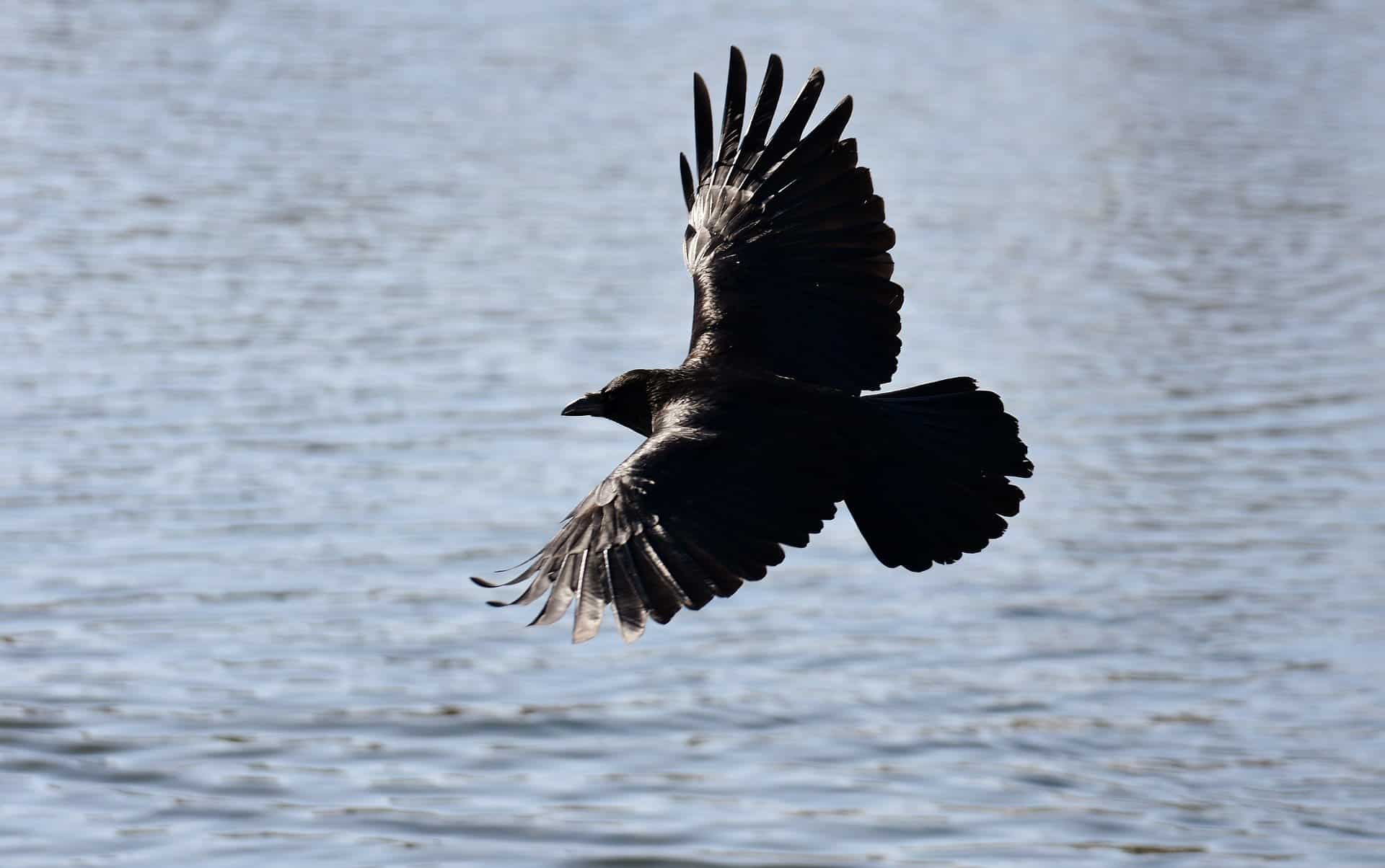 do crows stay in the same area