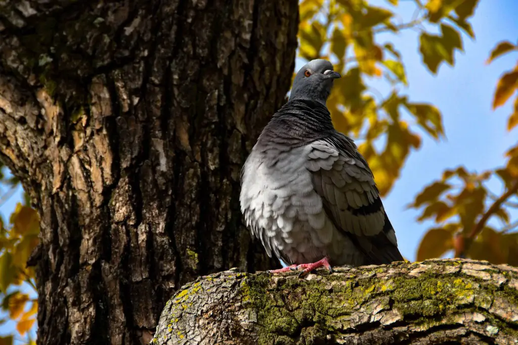 do pigeons attack humans