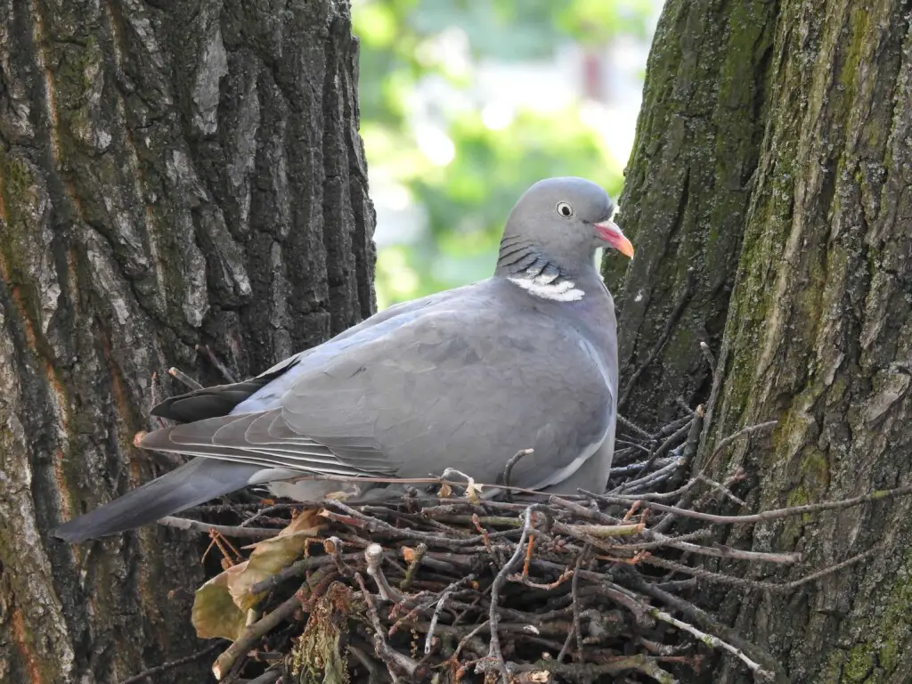 do pigeons nest in trees