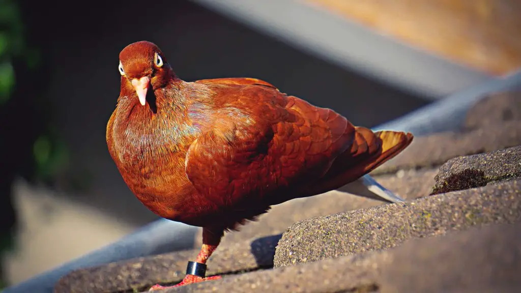 how much is a homing pigeon worth