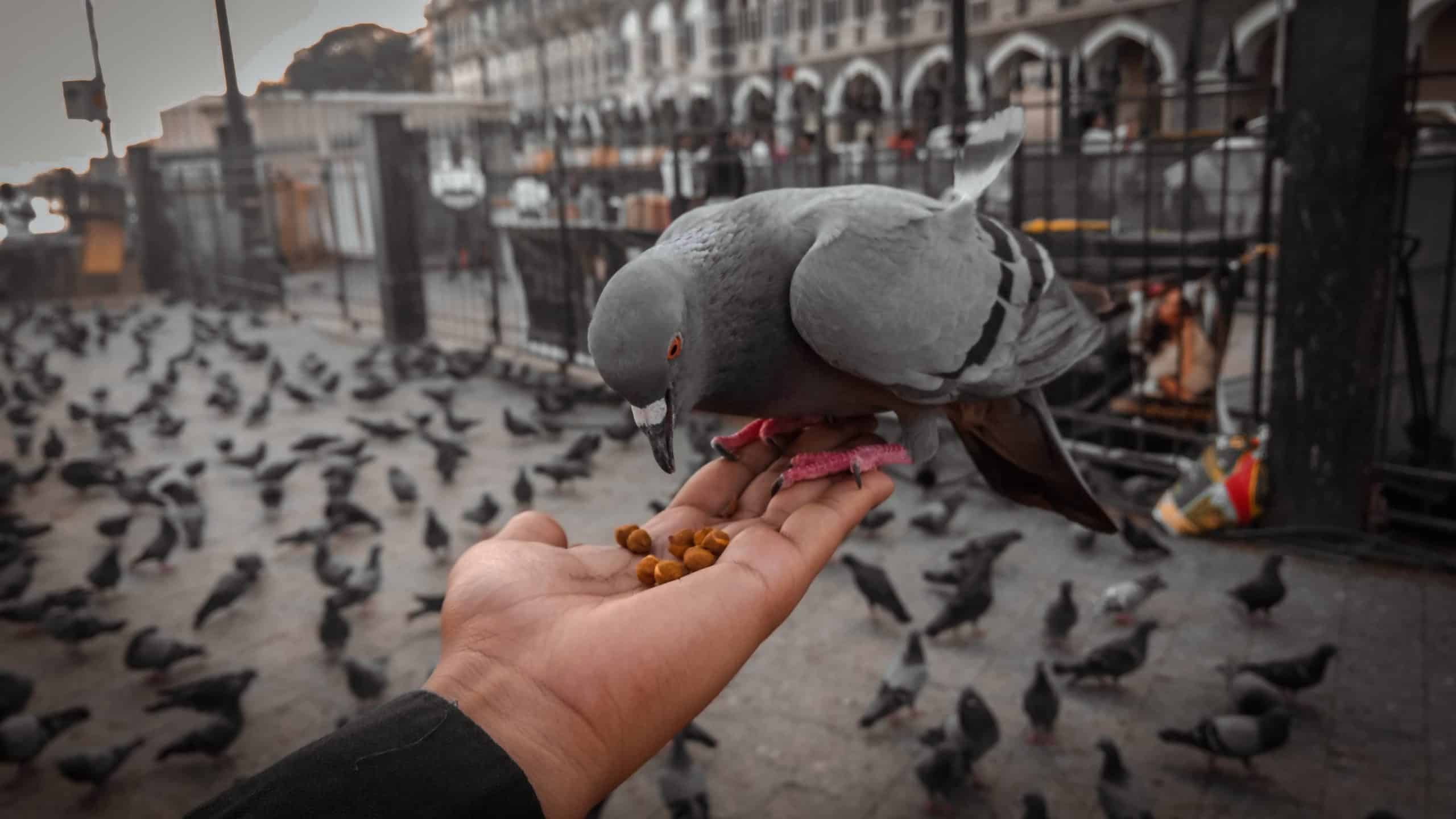 how to care for pigeons