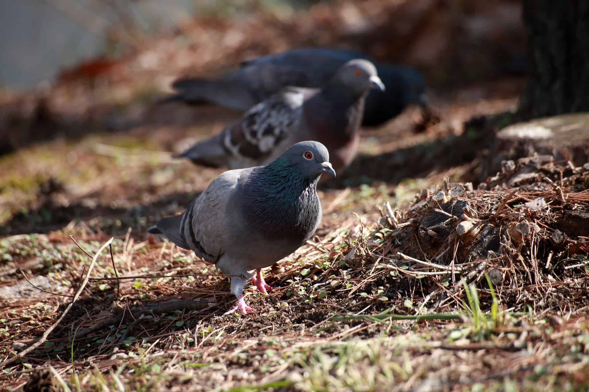 pigeon pox treatment