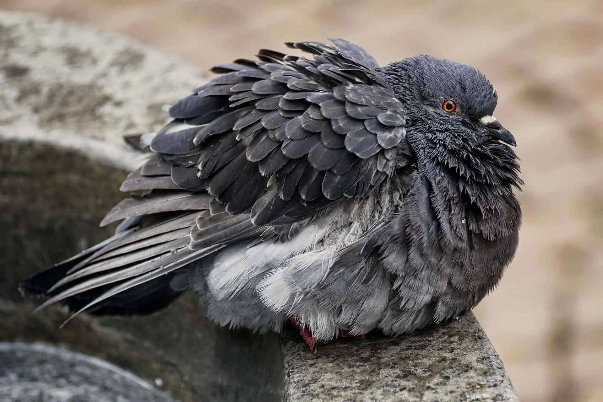 sick pigeon symptoms