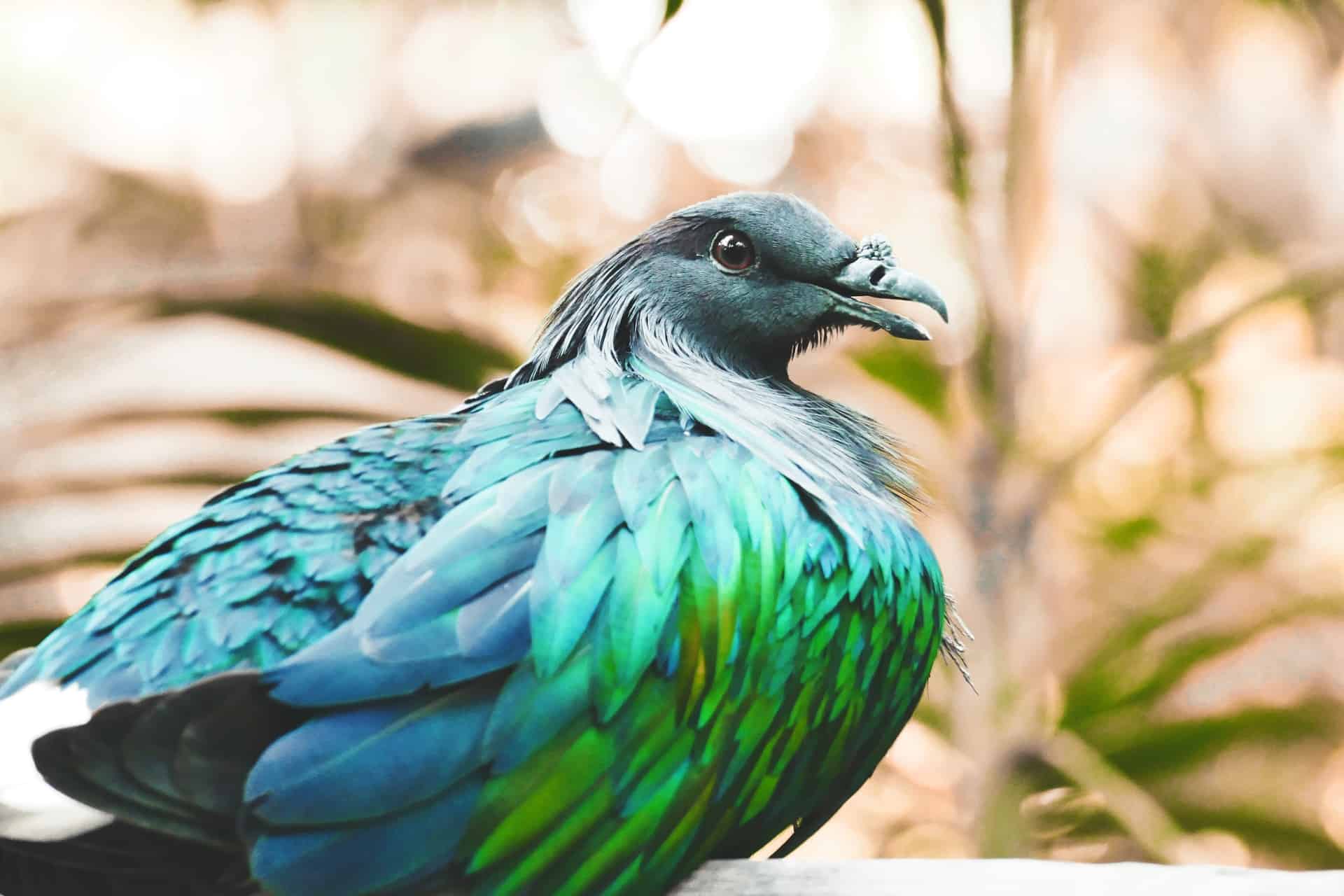 Types of Pigeons