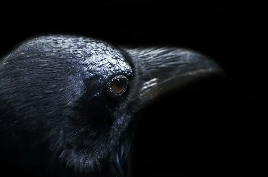are crows intelligent