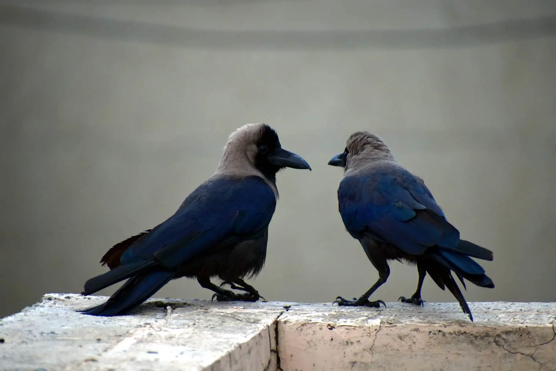 are crows monogamous