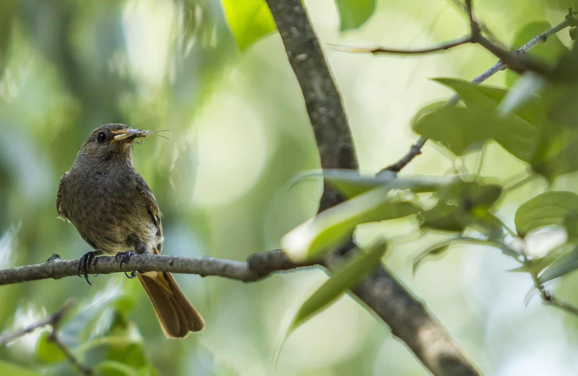 do birds eat mosquitoes