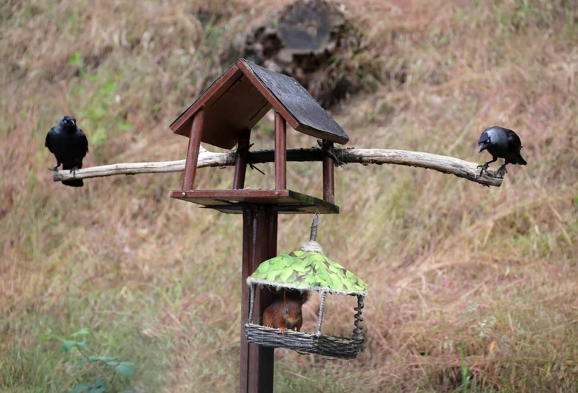 do crows eat squirrels