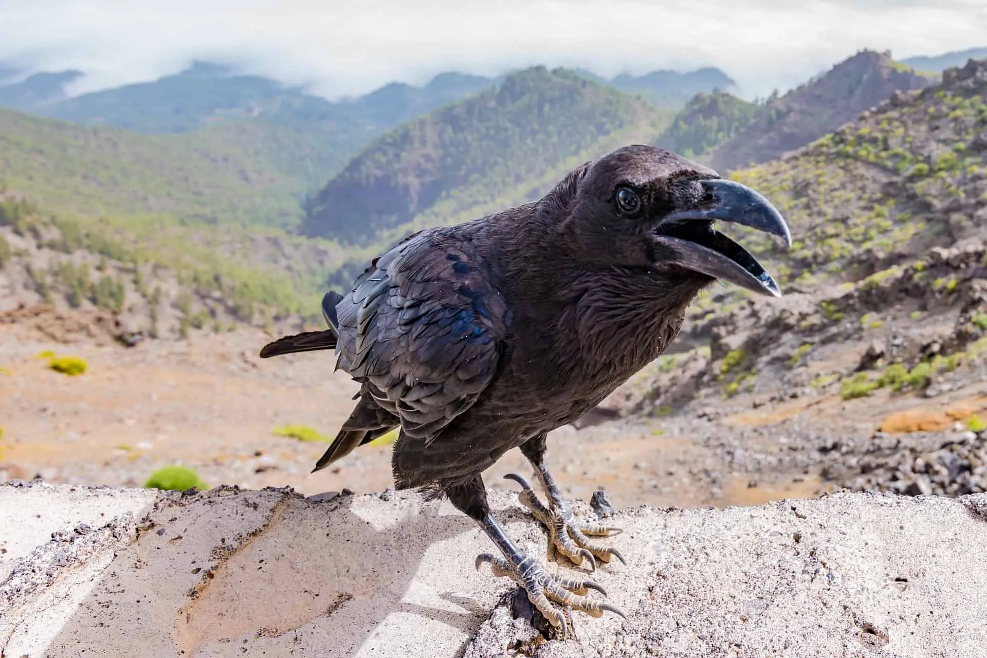 do crows talk