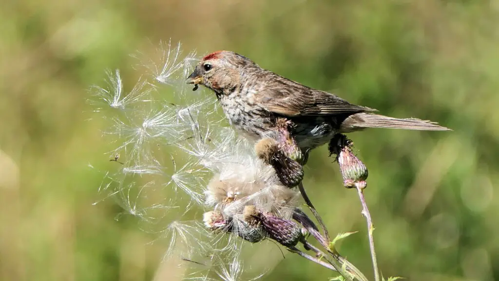 what birds eat thistle