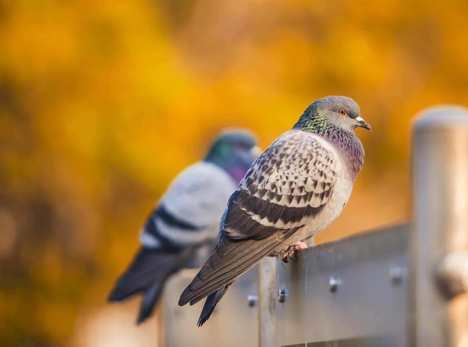 How to tell or find the age of a pigeon