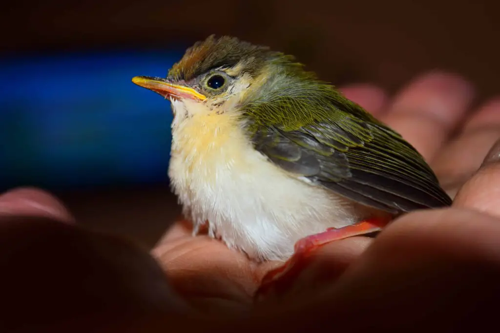 Why do birds jerk their heads