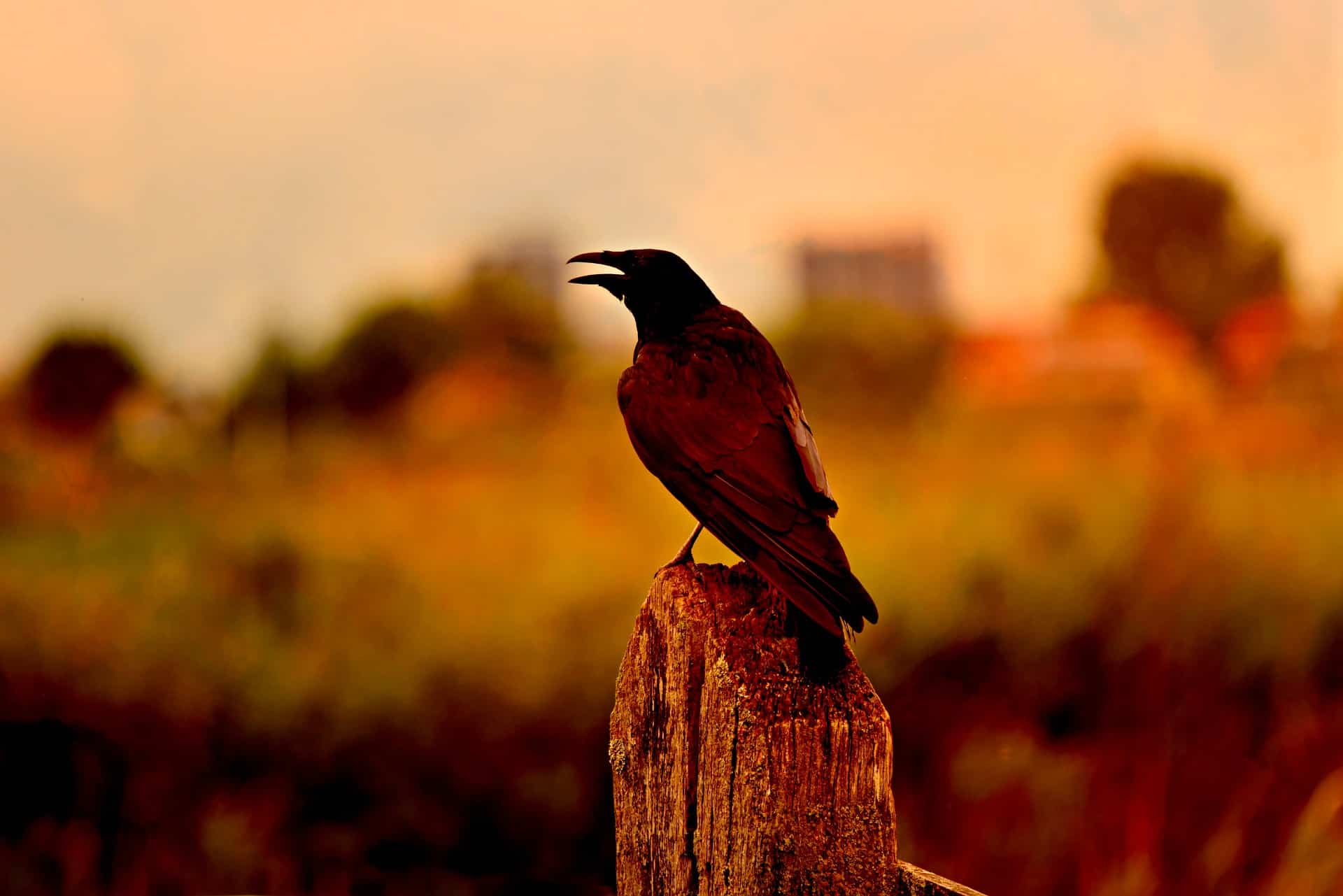 Why do crows caw at night