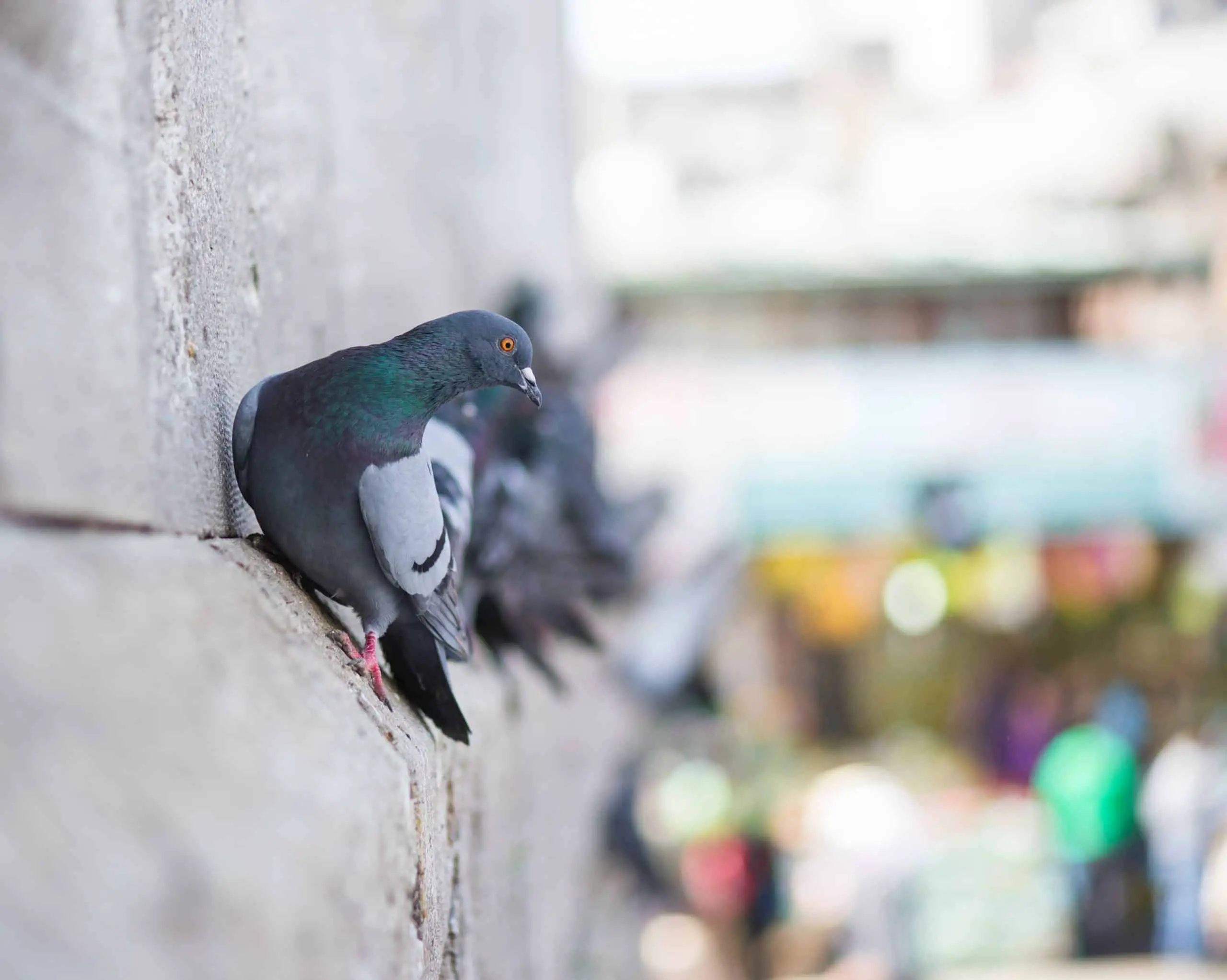 How To Treat Adenovirus In Pigeons | Adenovirus Pigeons Symptoms & Causes