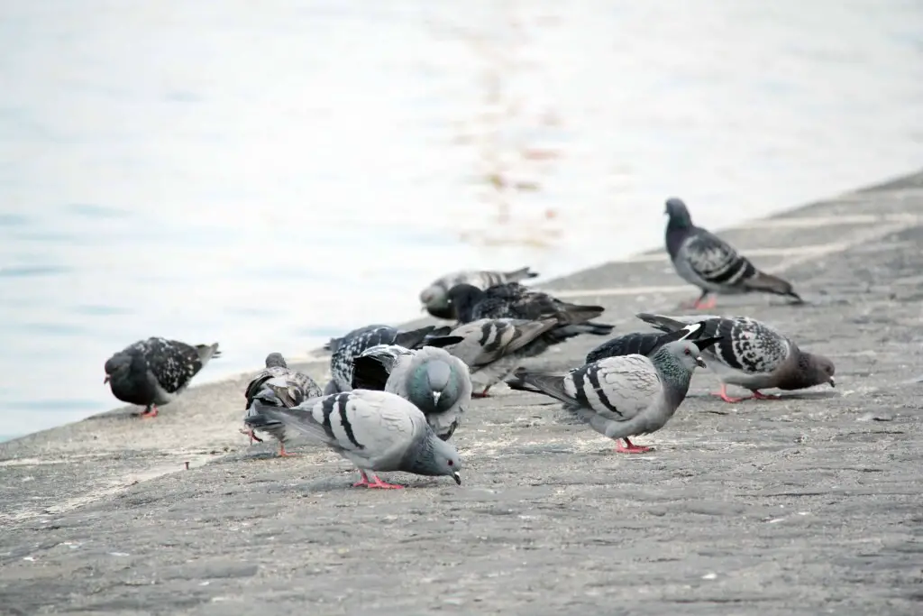 do birds take dirt baths