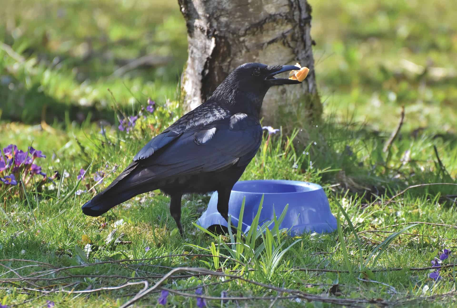 do crows make good pets