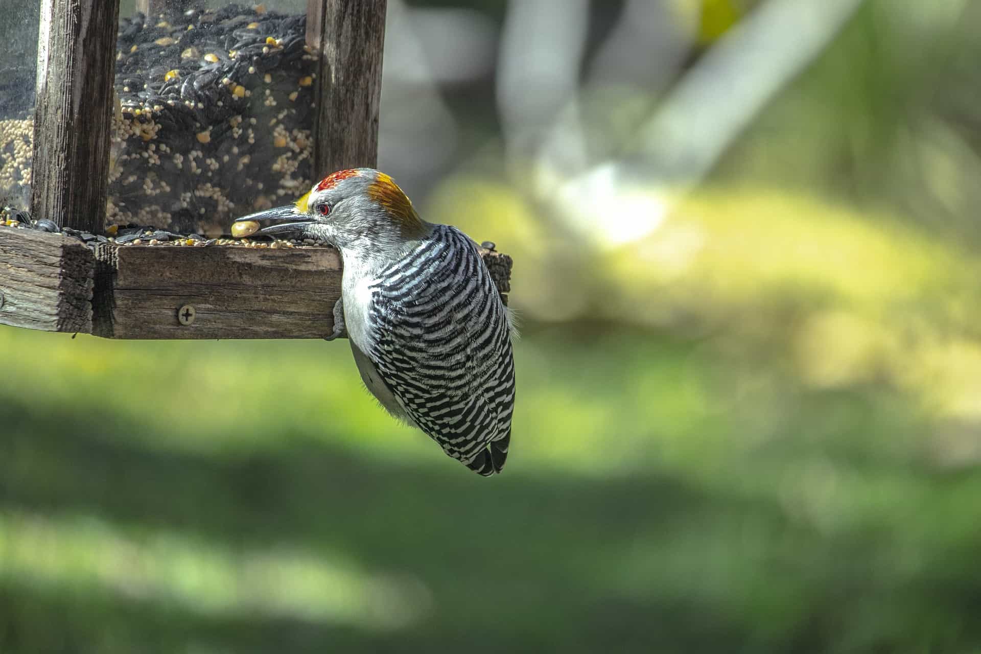 how do birds find bird feeders