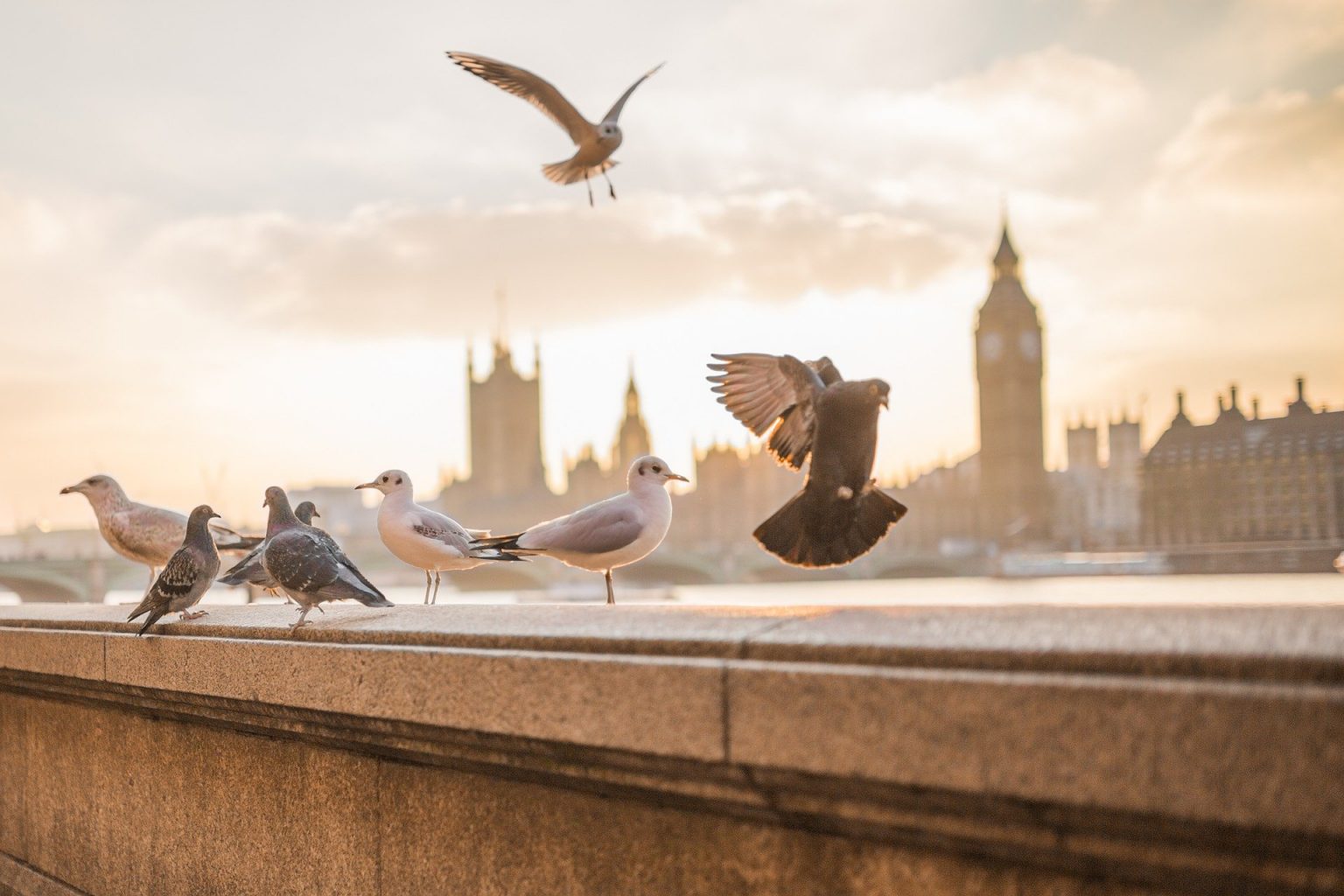 How To Get Rid Of Pigeons From Your Balcony, Roof & AC Without Hurting Them