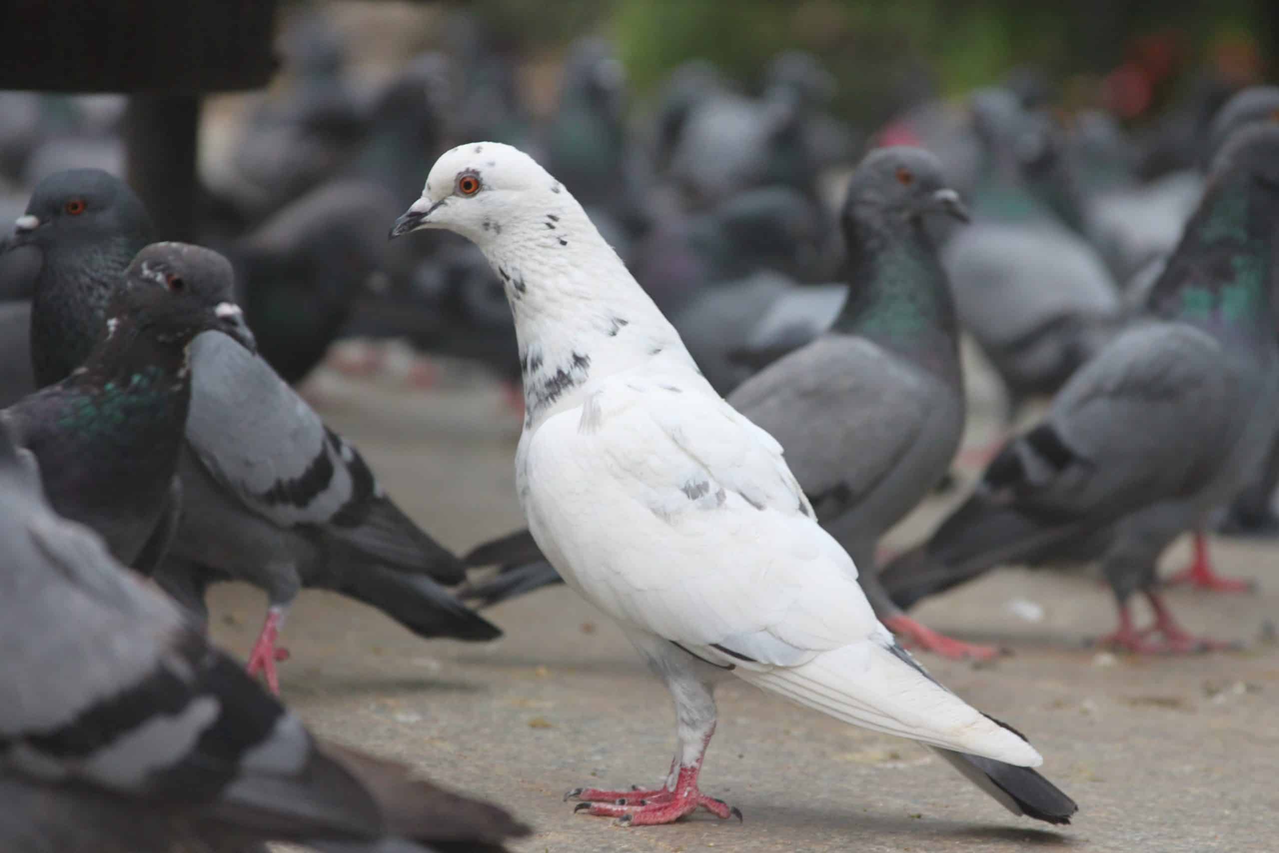 pigeon vomiting treatment