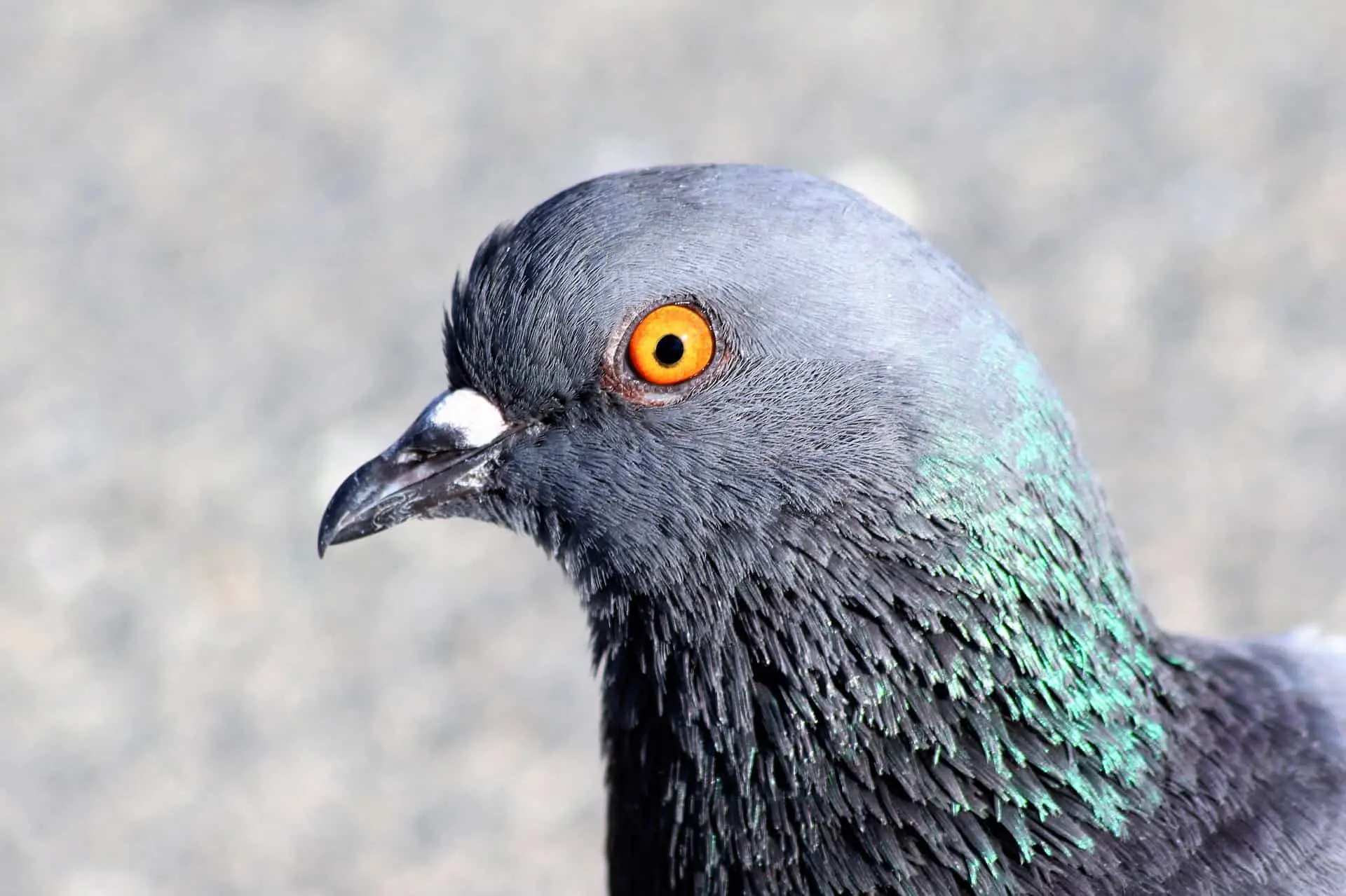 what color eyes do pigeons have
