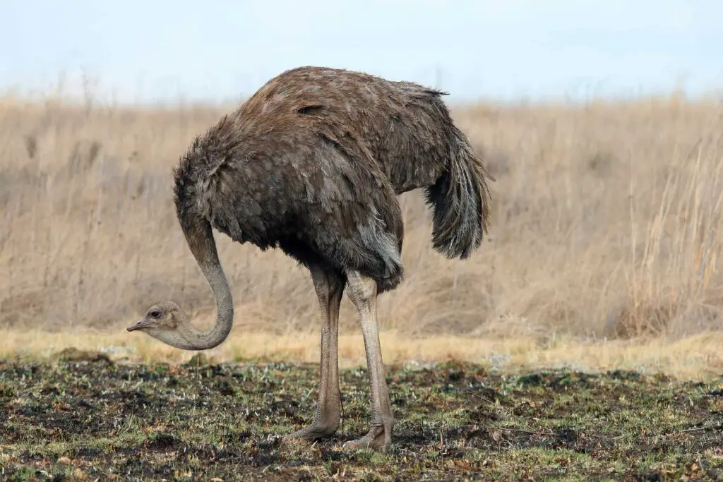 Do Ostriches Have Suicidal Tendencies