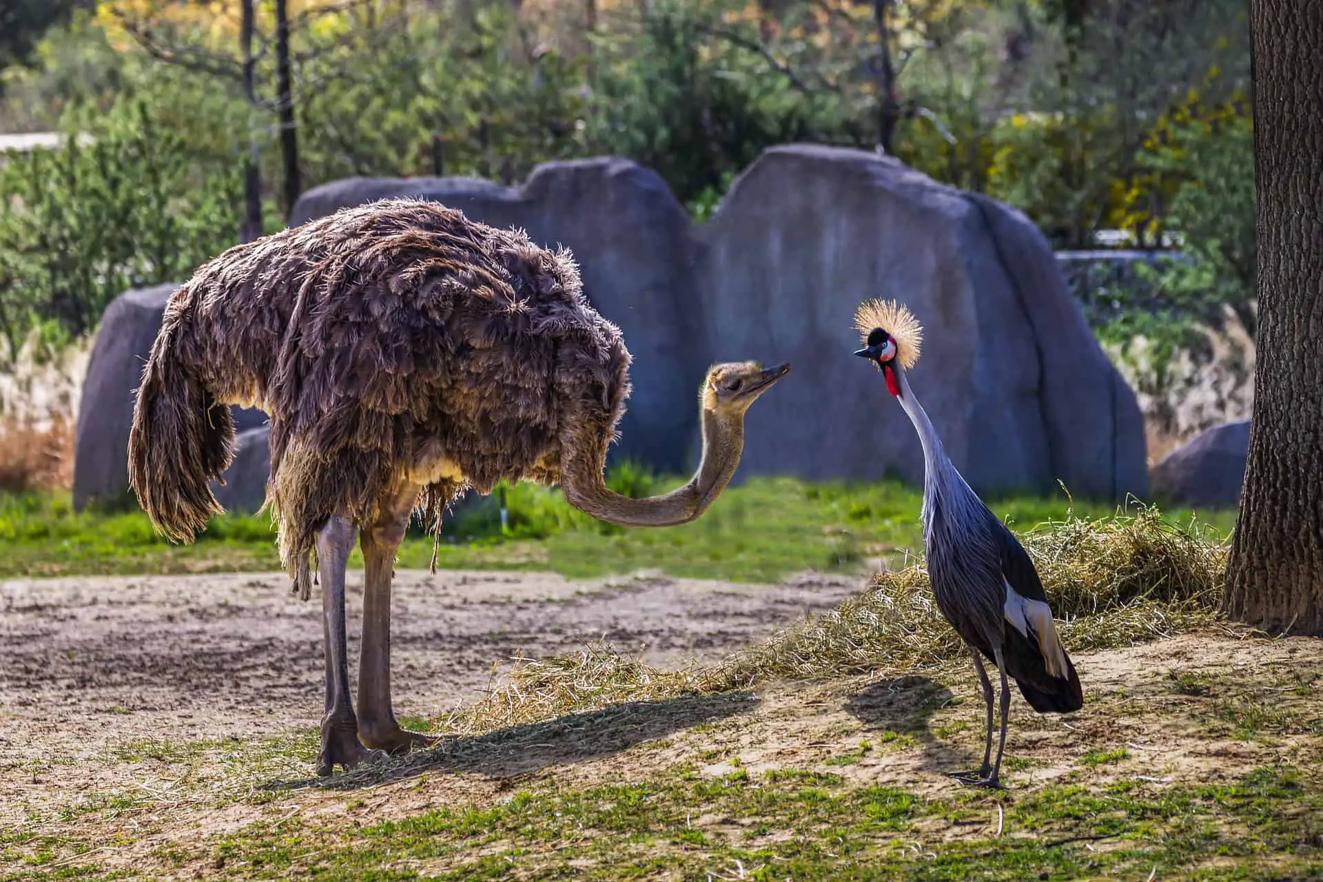 Do Ostriches Live In Zoos