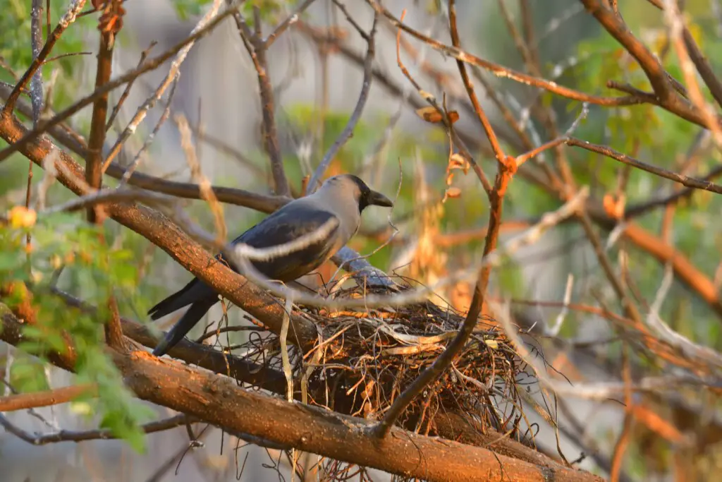 Do crows make nests on their own