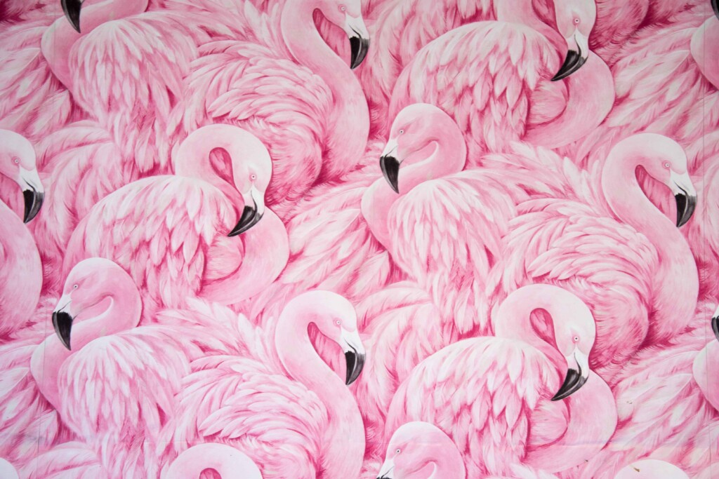 How do flamingos turn pink
