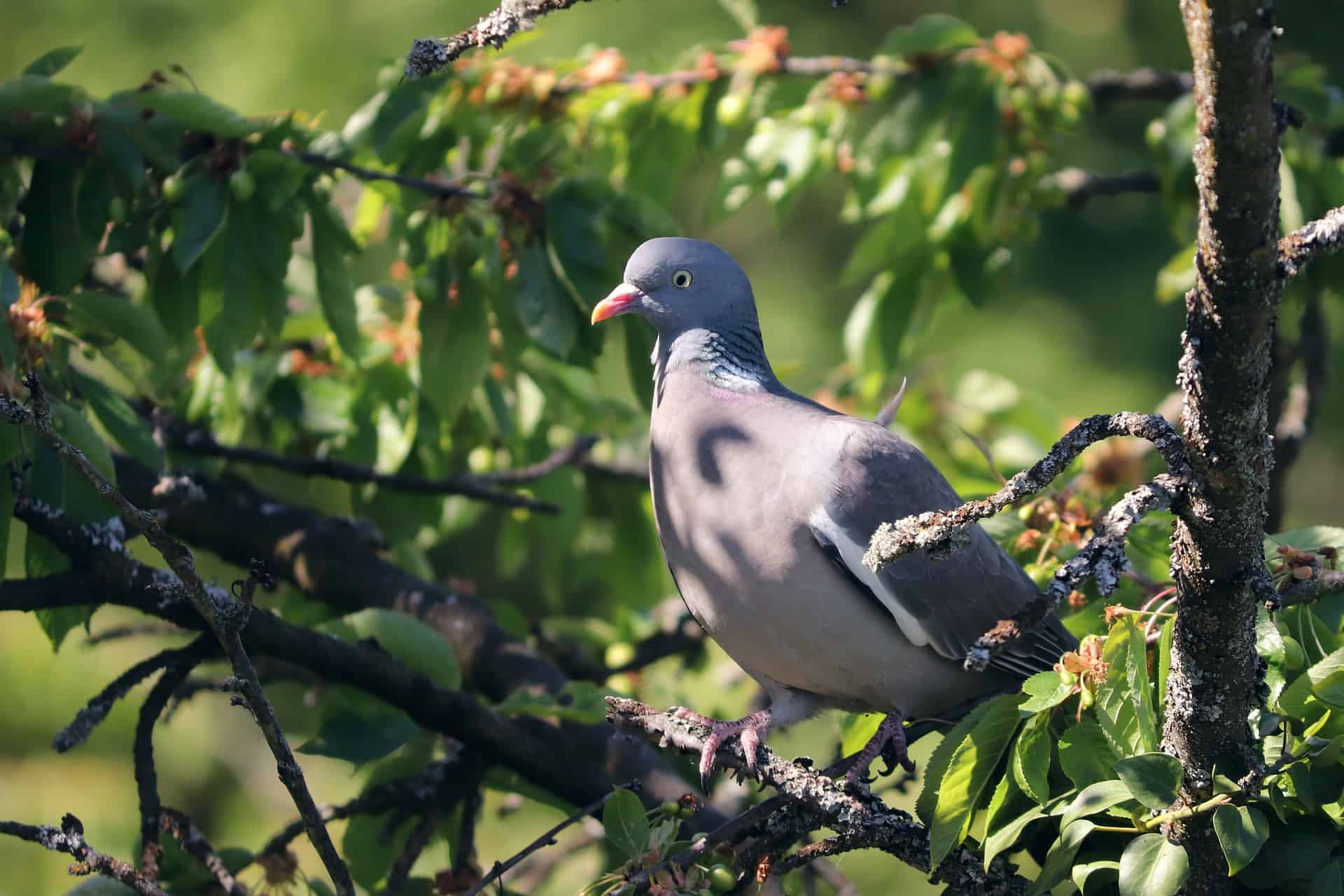 Why do roller pigeons roll