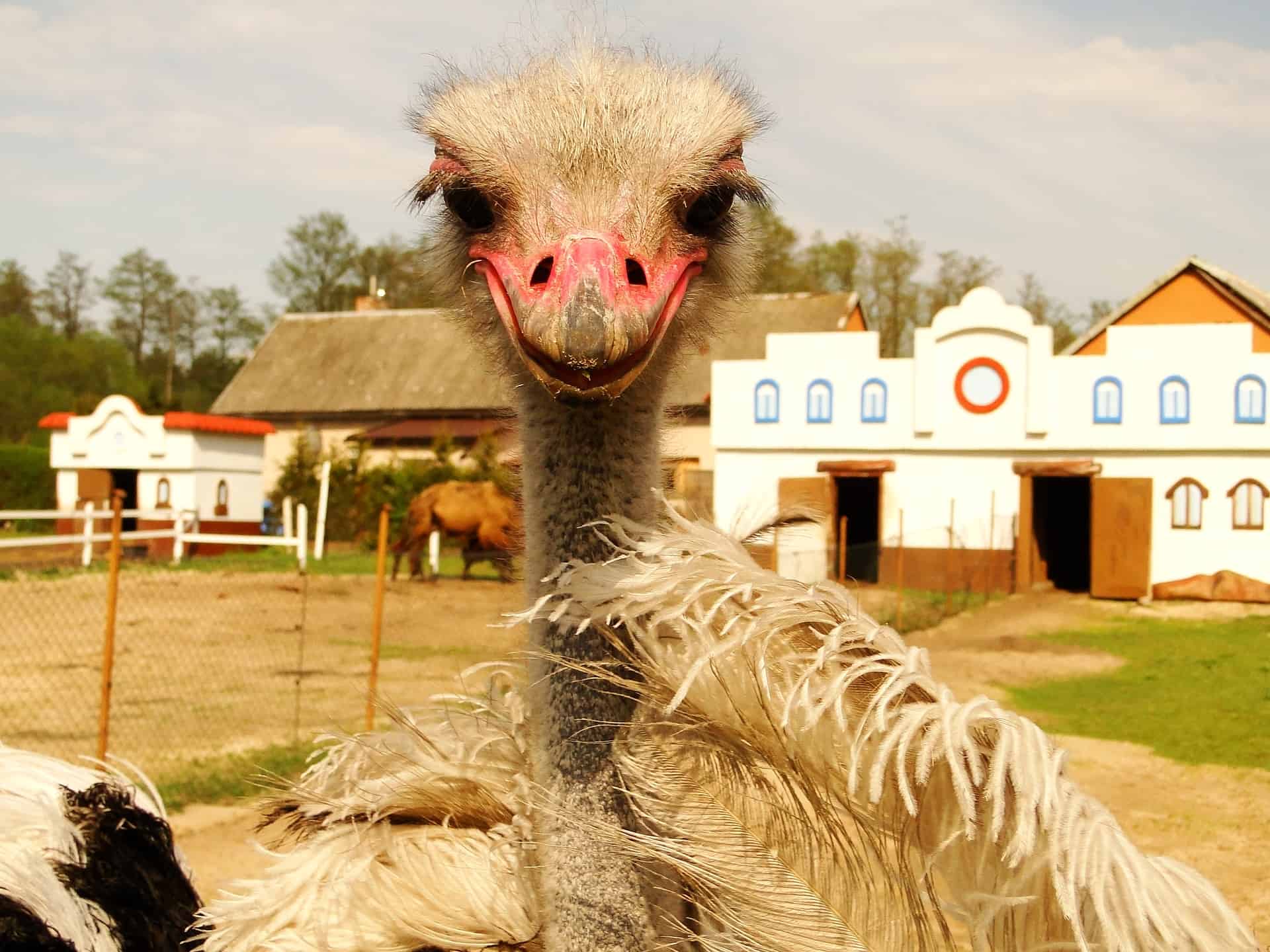 are ostriches dangerous