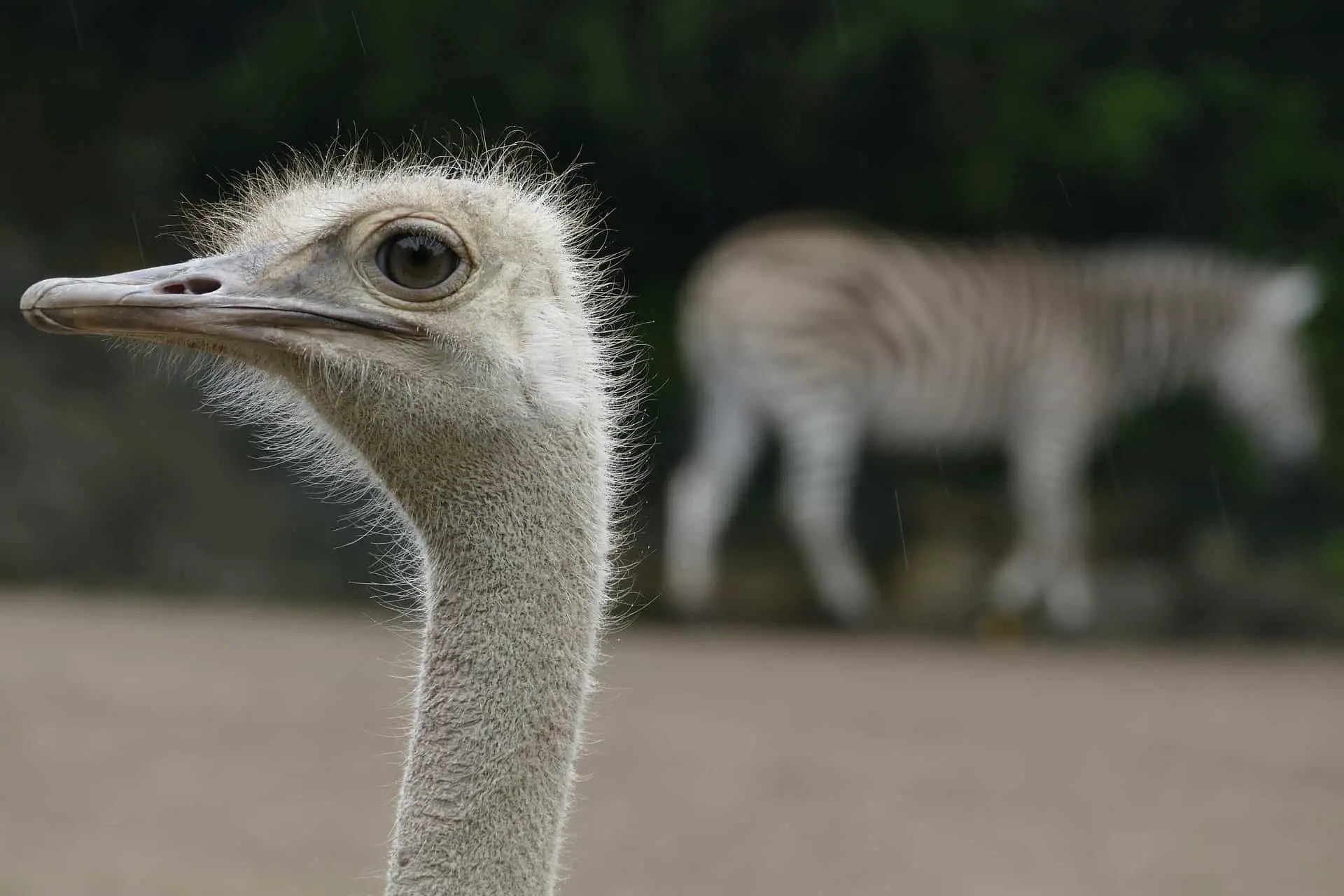 how do ostriches and zebras work together