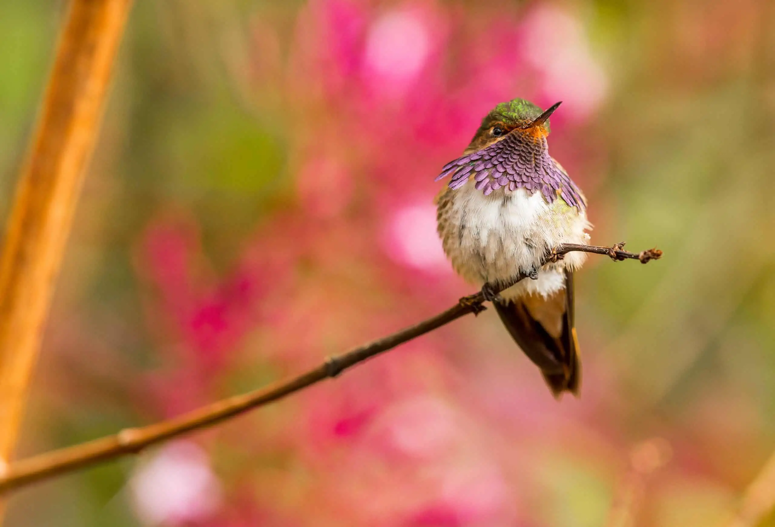 Do Hummingbirds Eat Bees and Wasps