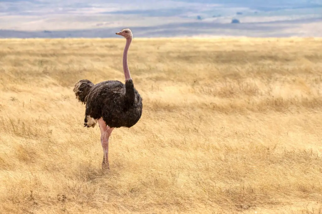 Do Ostriches Live In The Desert