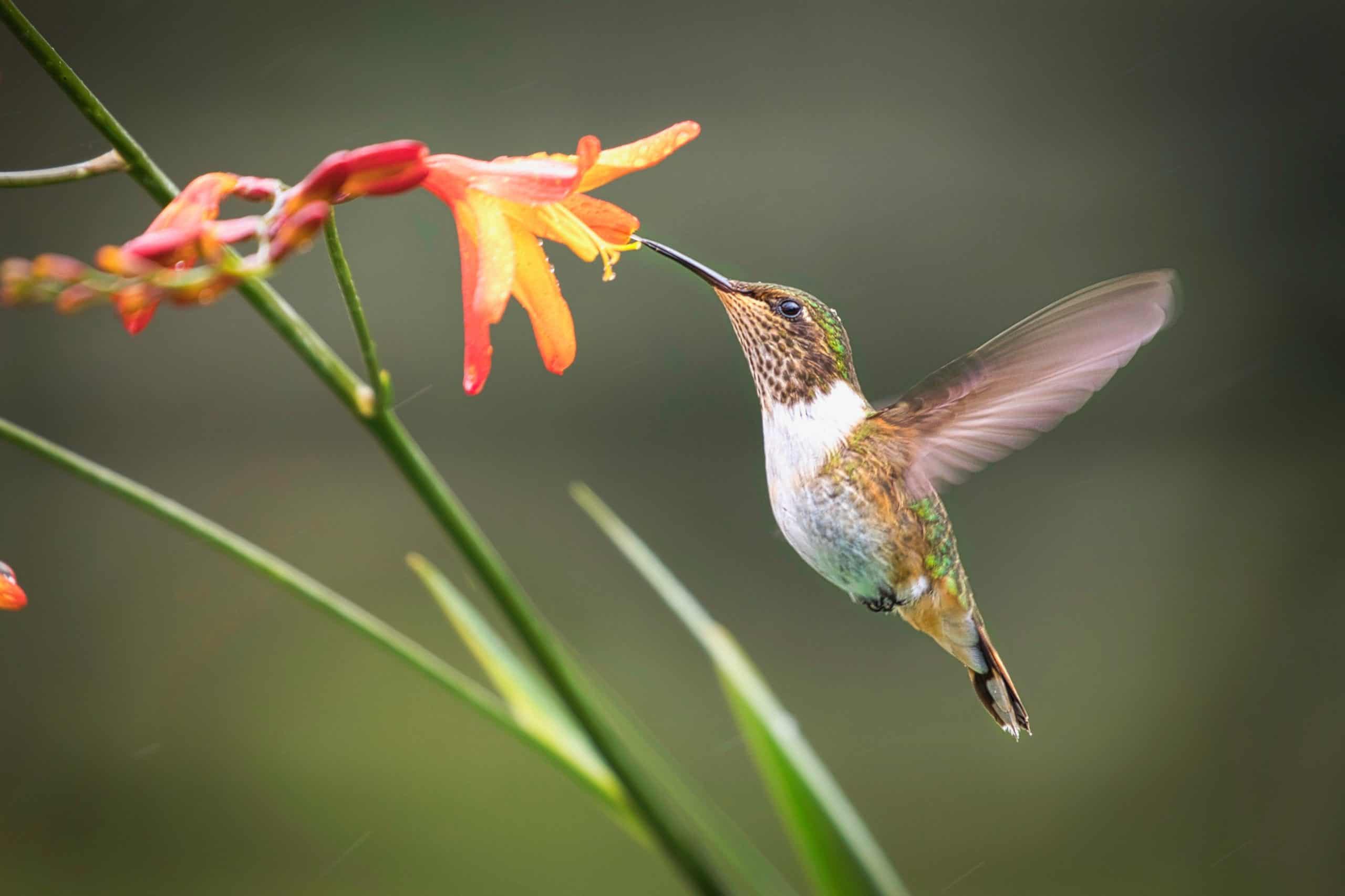 Do hummingbirds ever get tired