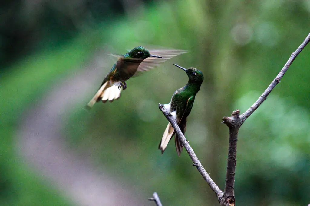 Do hummingbirds have predators