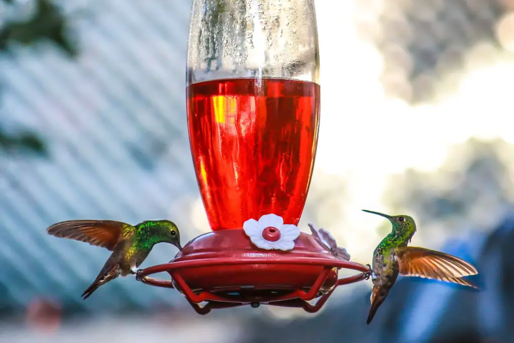 Do hummingbirds like red