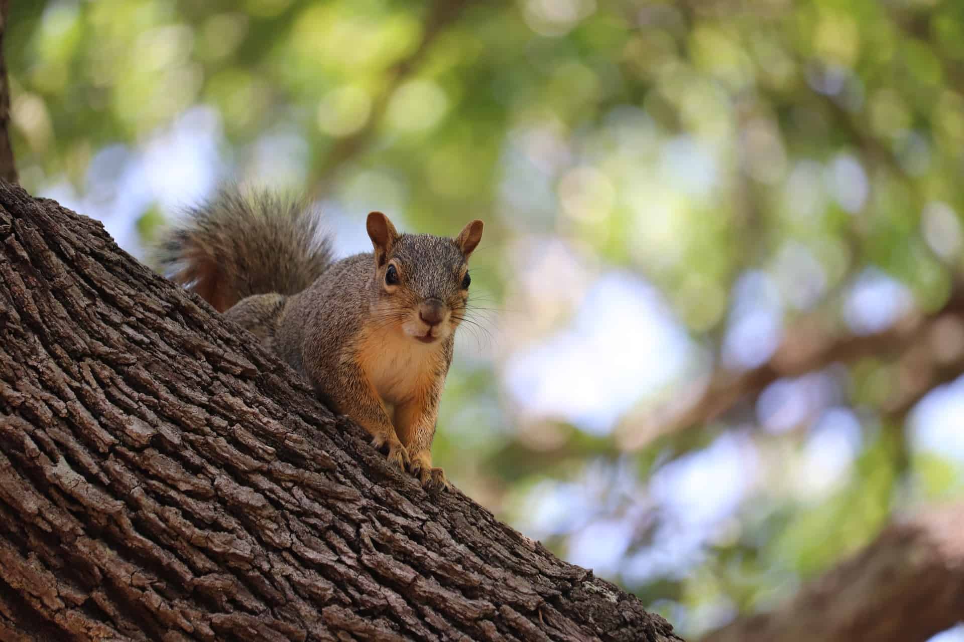 Do squirrels eat bird eggs or baby birds