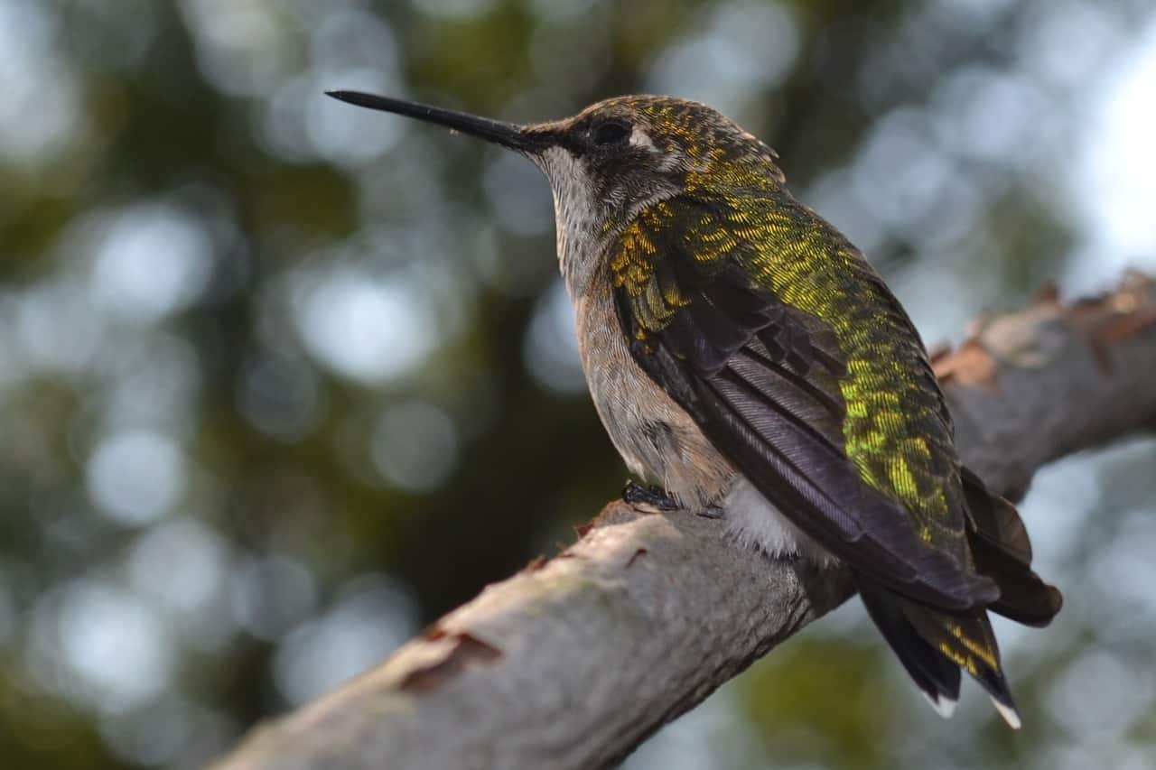 can hummingbird walk