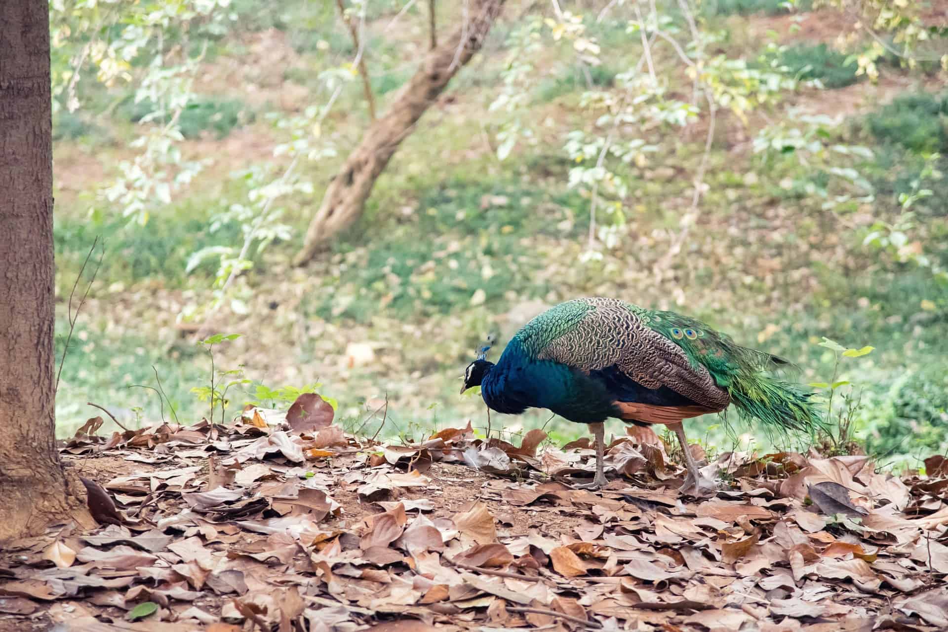 can peacocks be pets